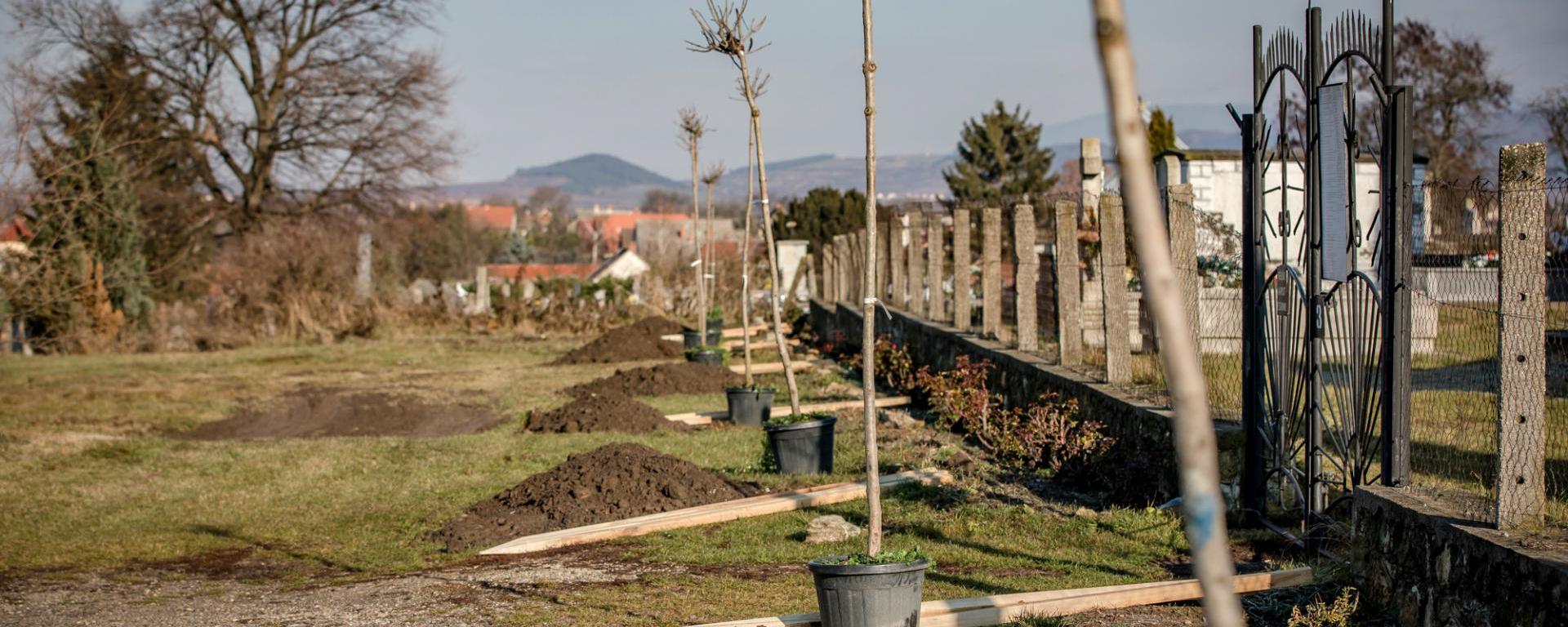 Településfásítási Program - Újabb 543 település lesz zöldebb