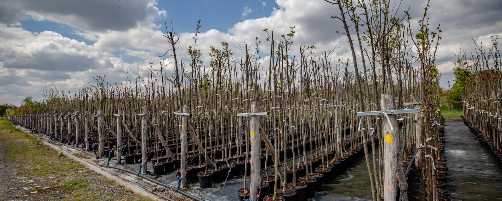 Településfásítási Program