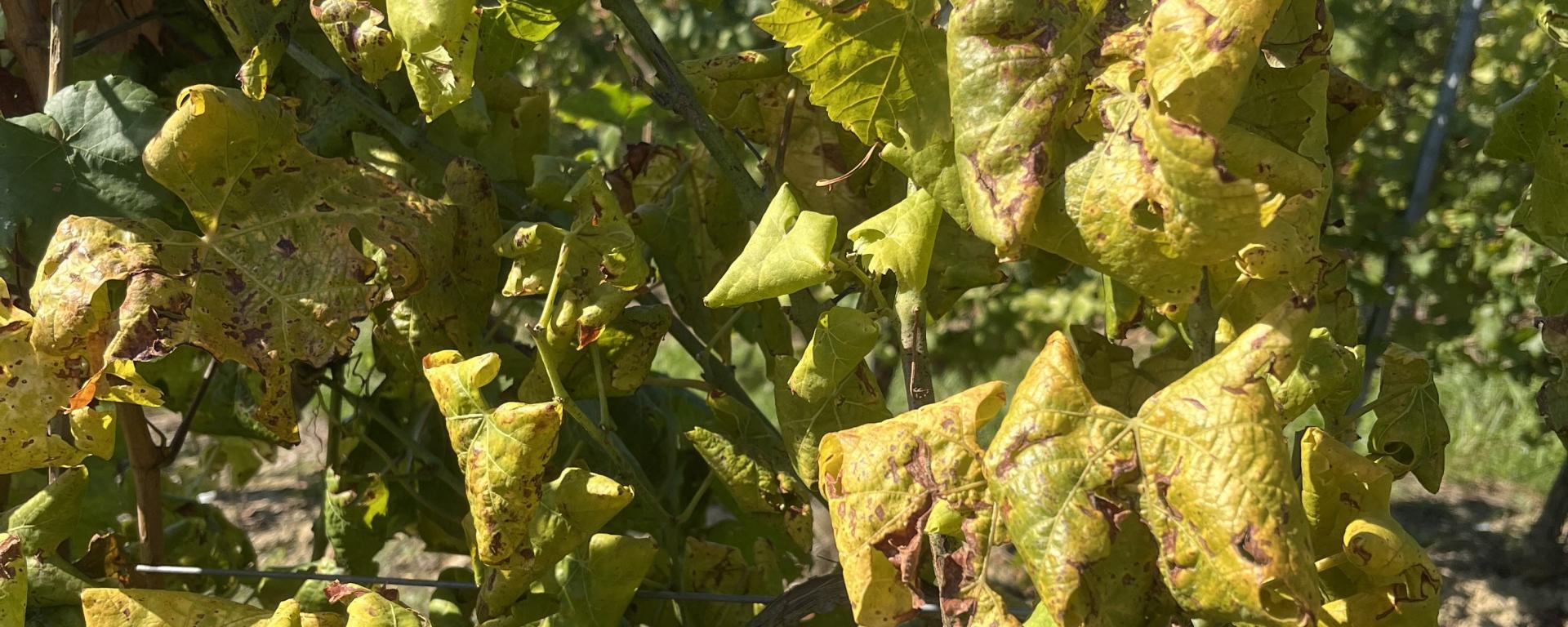 Aranyszínű sárgaság