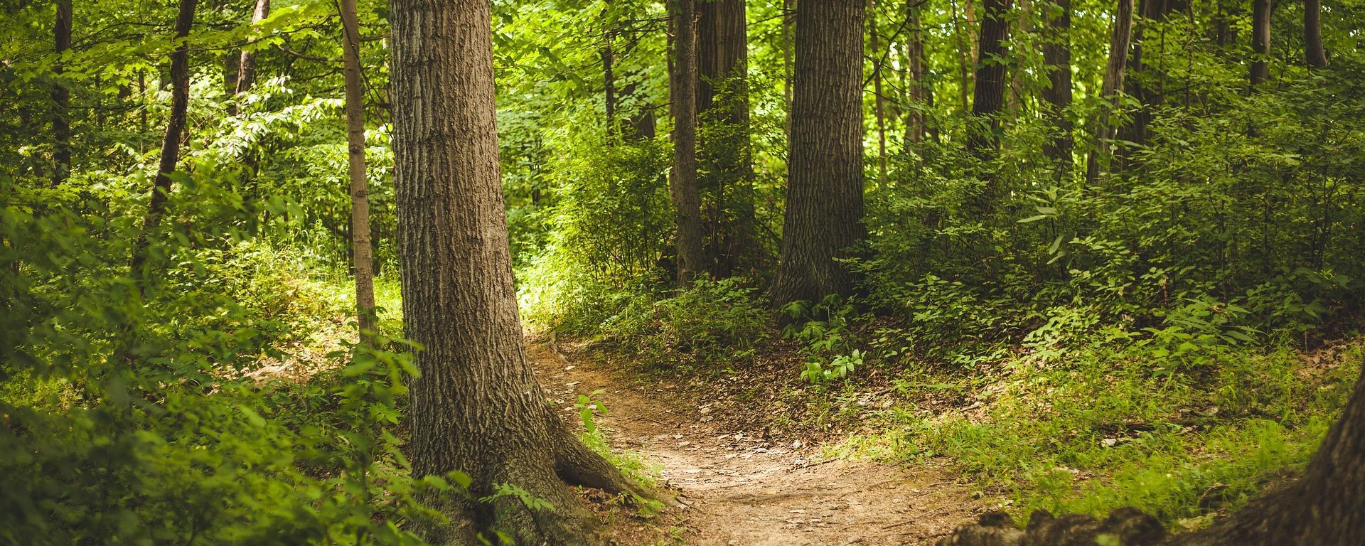 Erdő, Környezet, Zöld