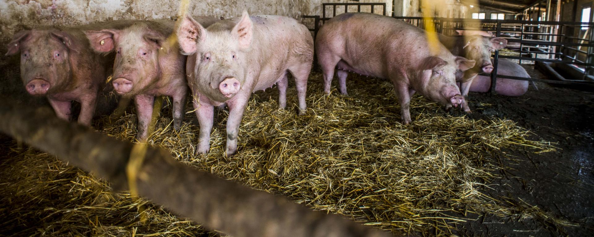 Fotó: Pelsőczy Csaba