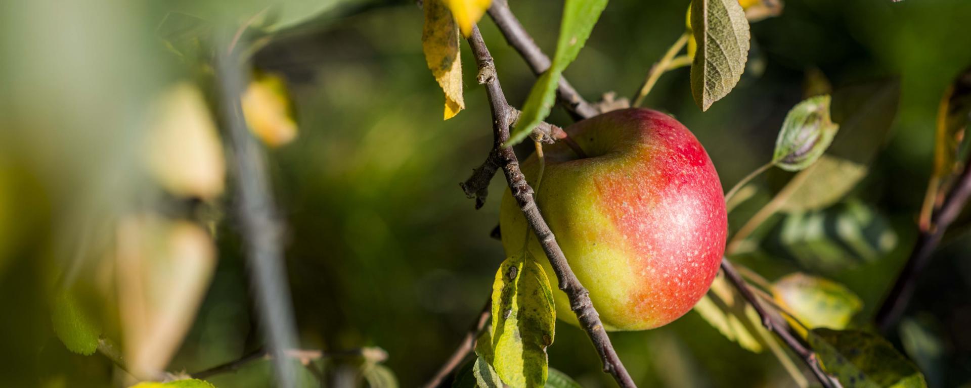 Fotó: Pelsőczy Csaba