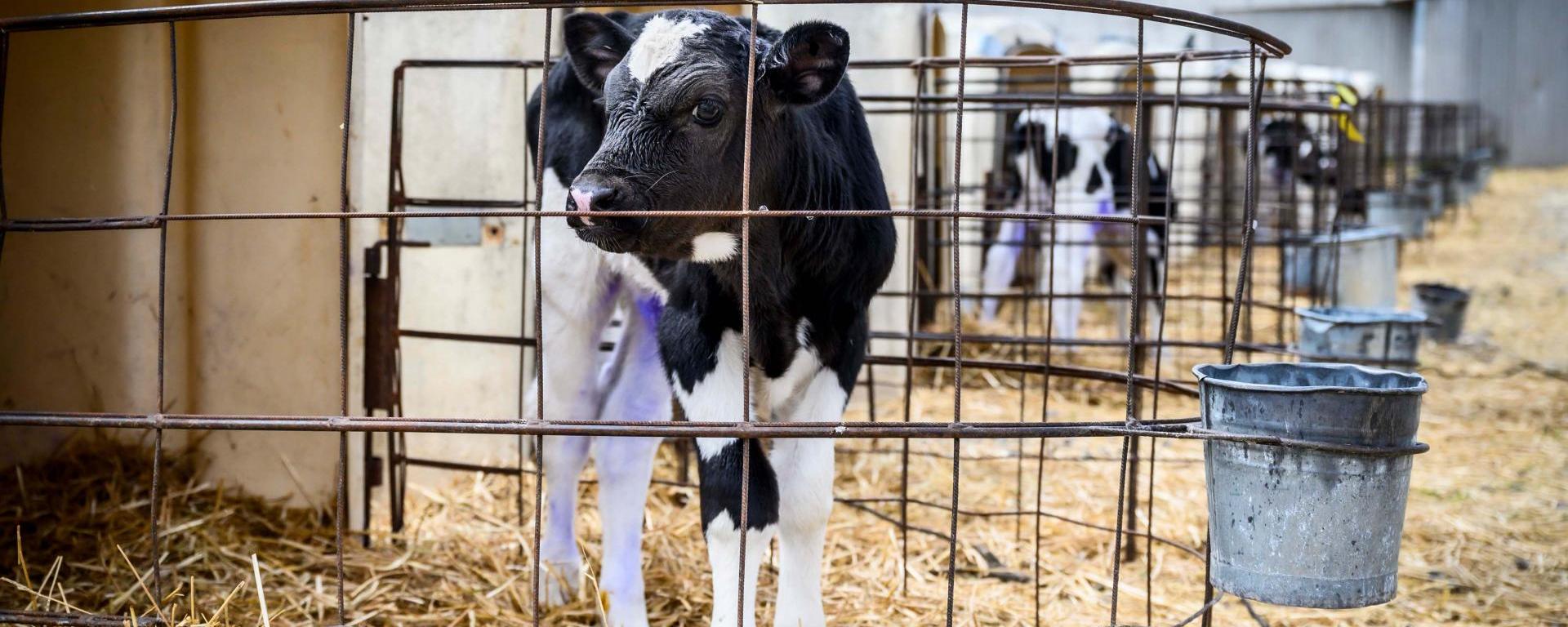 Fotó: Pelsőczy Csaba