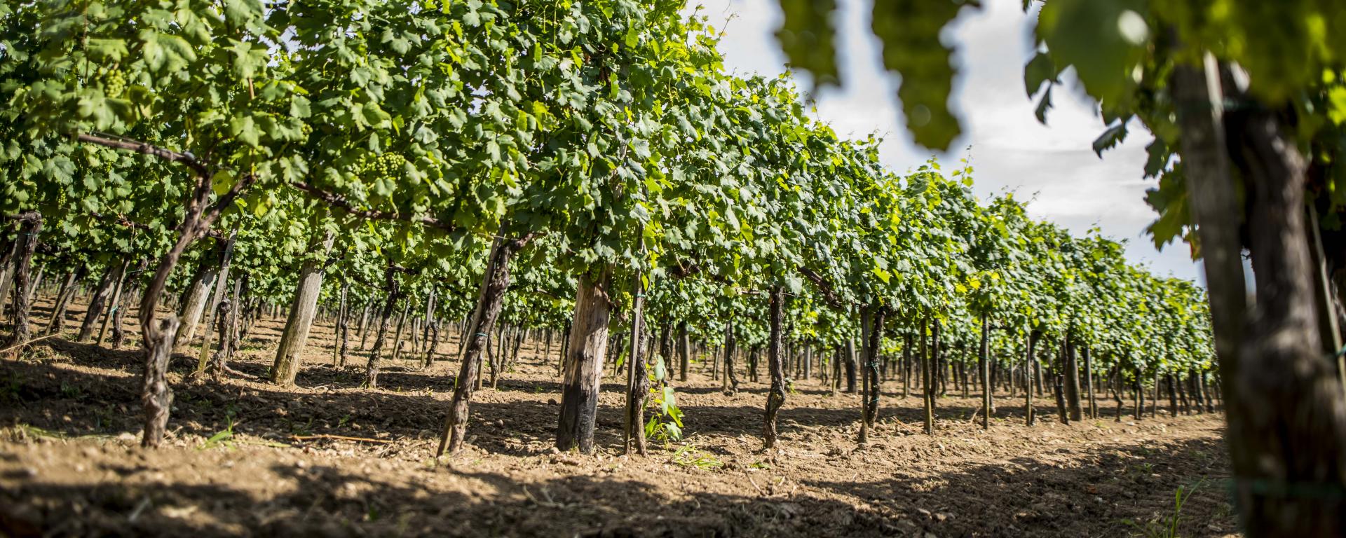 Fotó: Pelsőczy Csaba