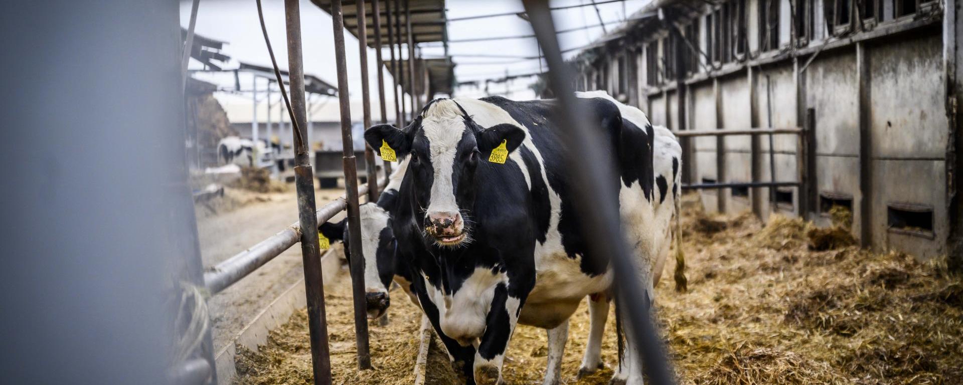 Fotó: Pelsőczy Csaba