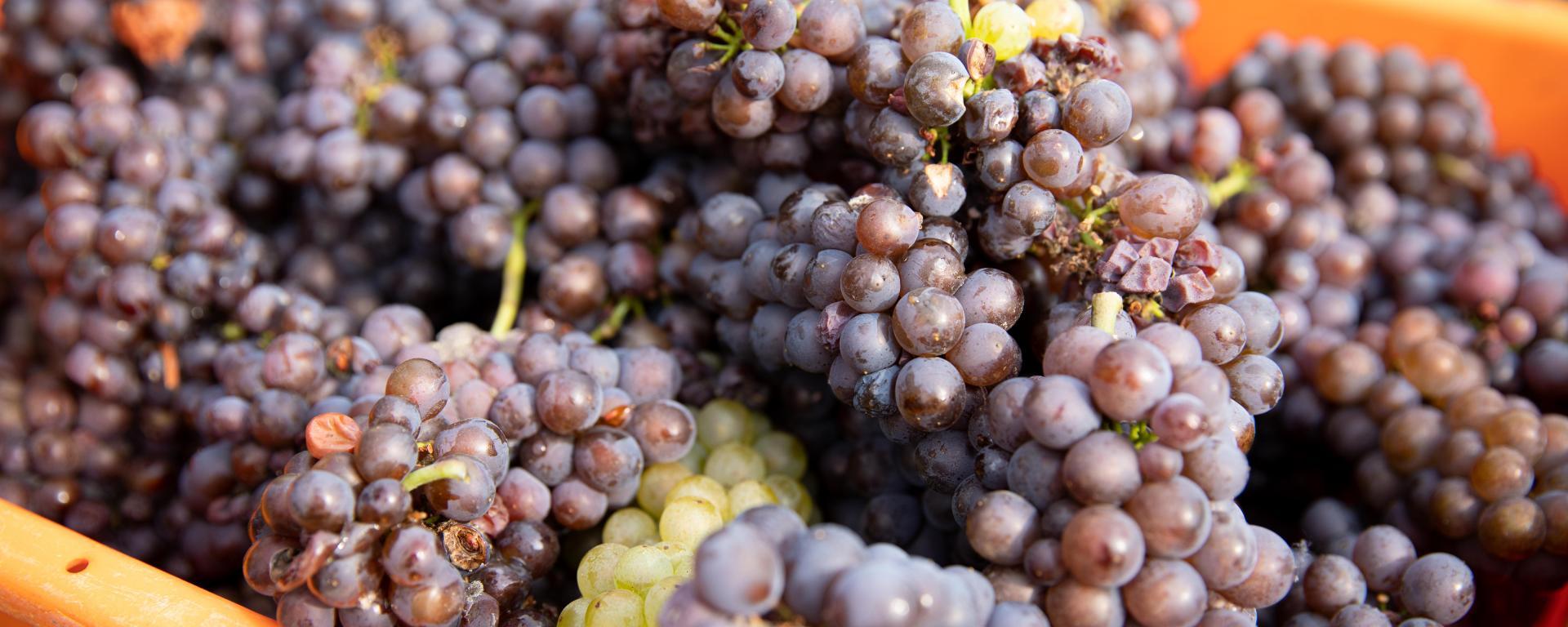 Fotó: Fekete István