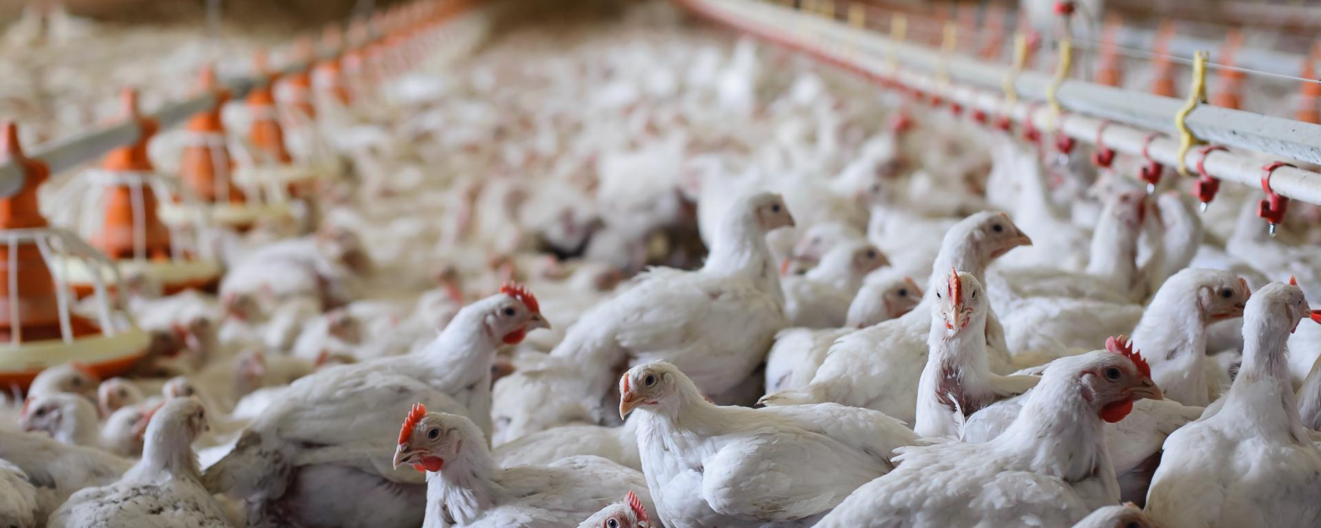 állatjóléti támogatás