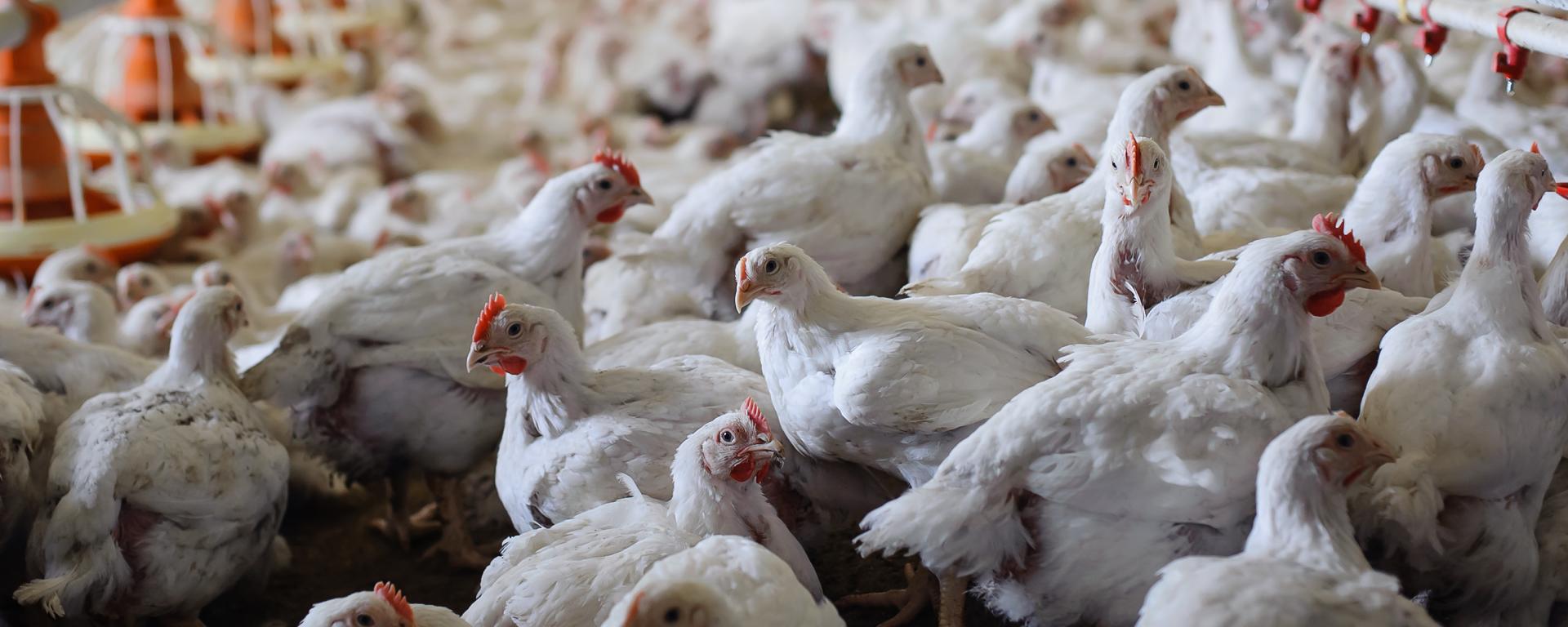 állatjóléti támogatás