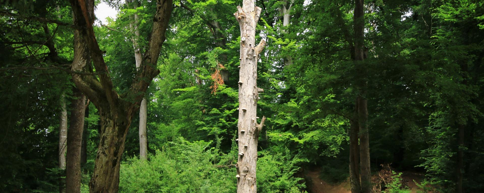 Almamelléki Ősbükkös