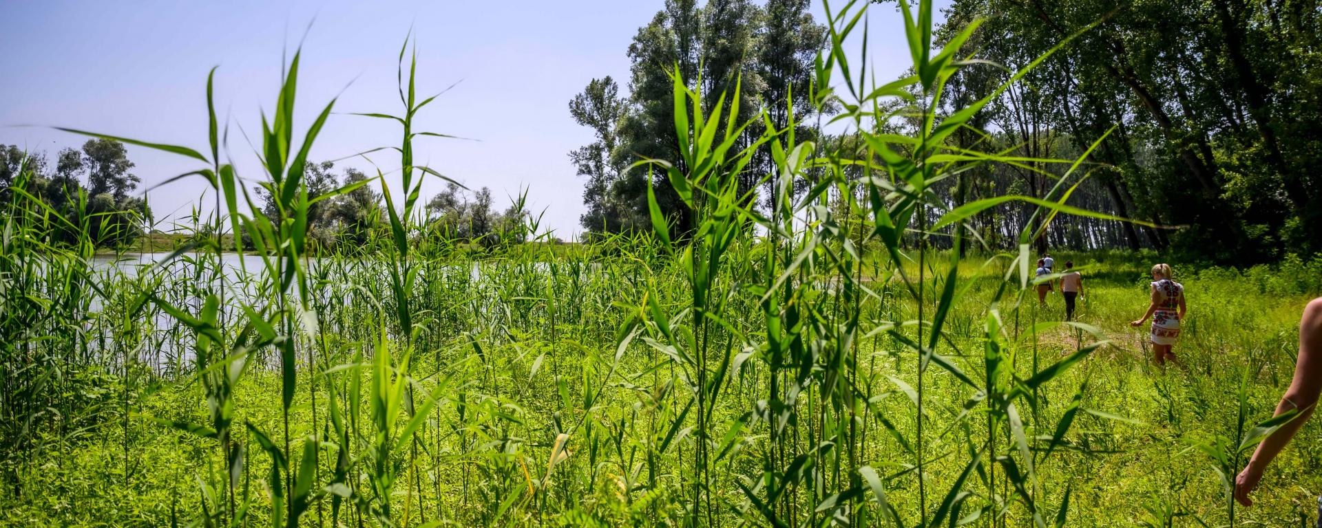 vizes élőhely nádas Rácz 