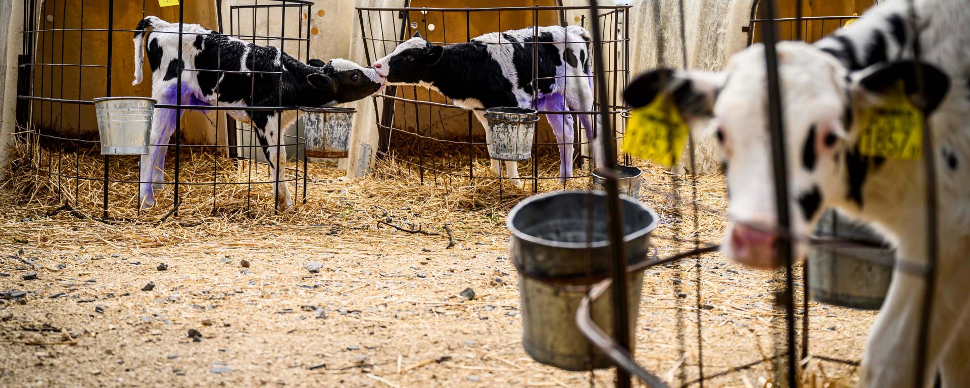 Fotó: Pelsőczy Csaba