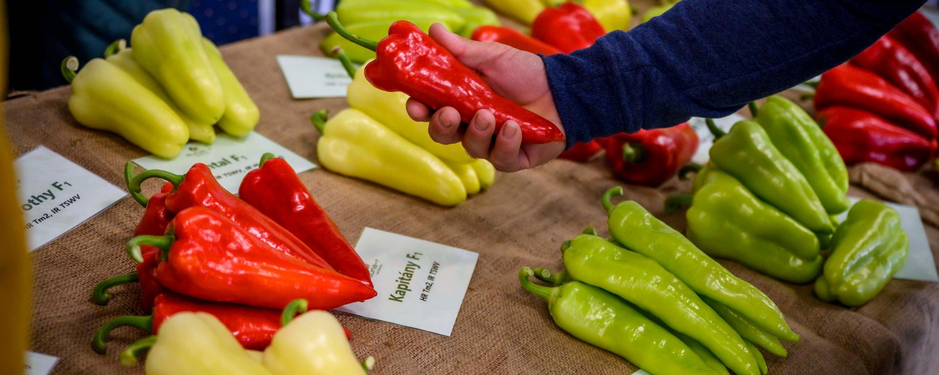 Fotó: Pelsőczy Csaba