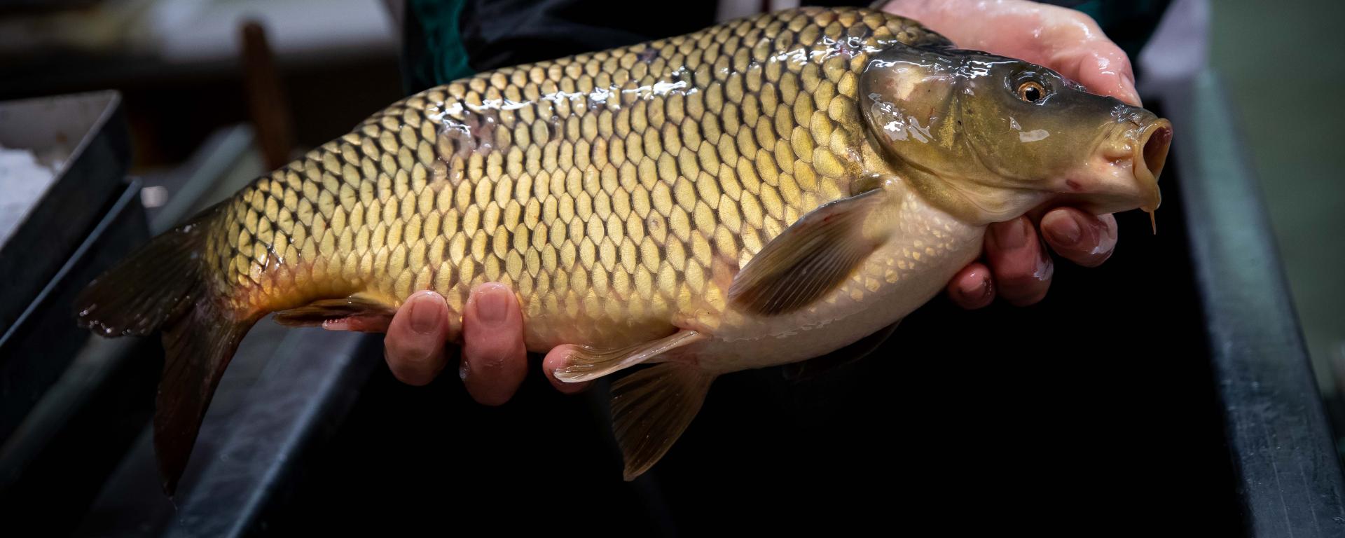 Fotó: Fekete István