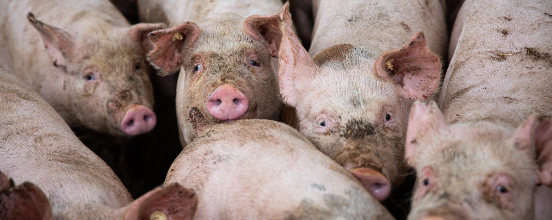 Fotó: Fekete István