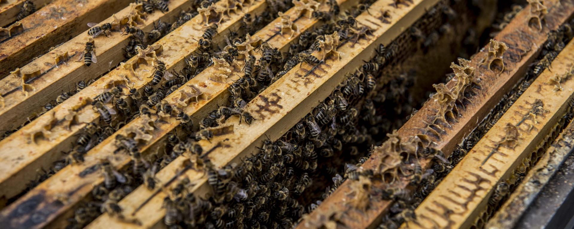 Fotó: Pelsőczy Csaba