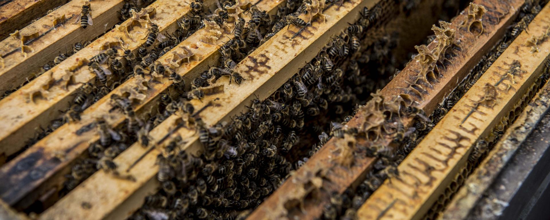 Fotó: Pelsőczy Csaba