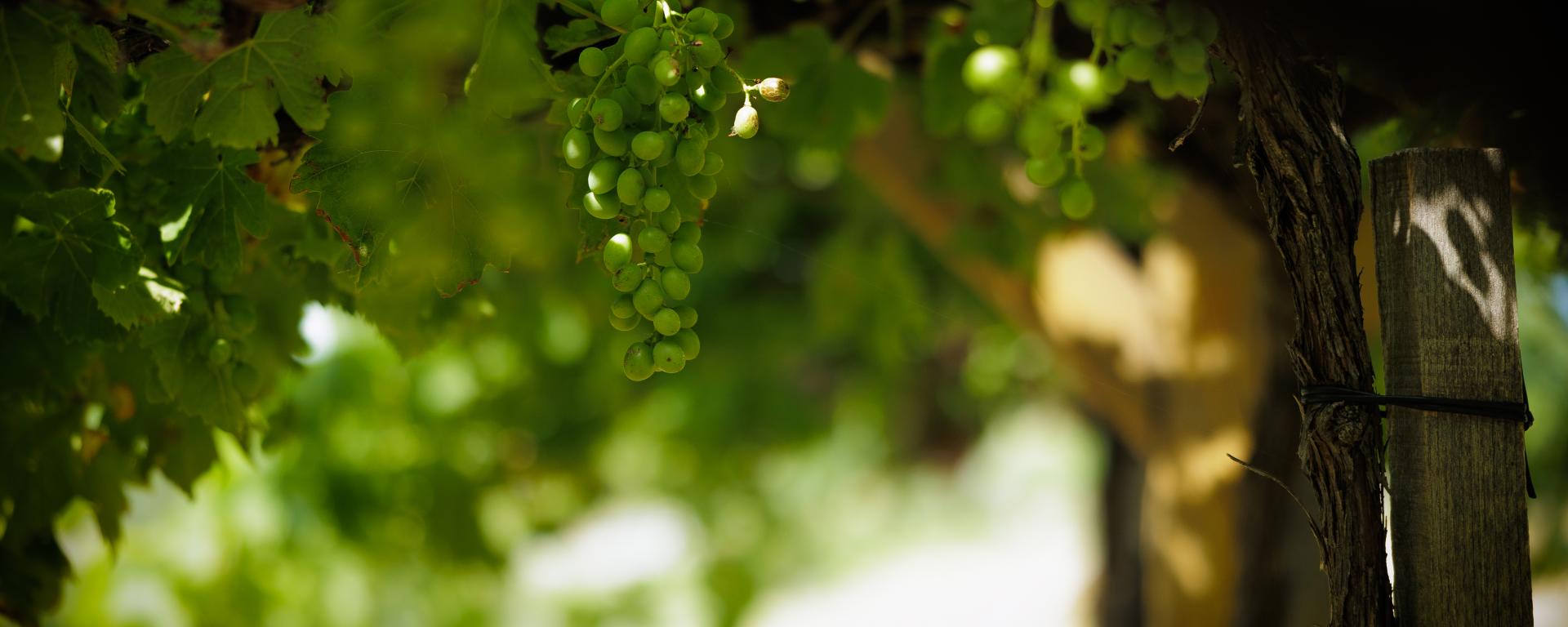 Fotó: Gregus Bertalan