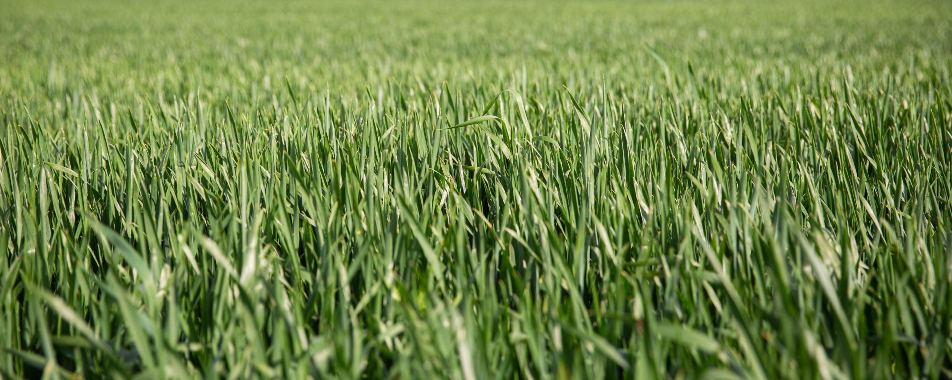 Fotó: Fekete István