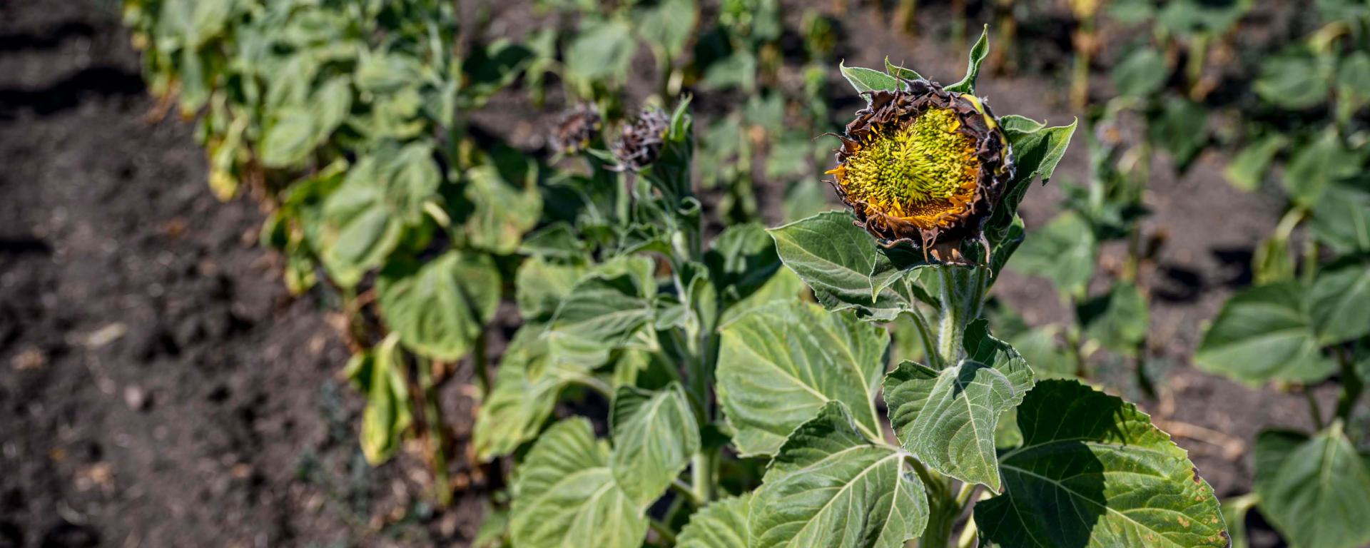 Fotó: Pelsőczy Csaba