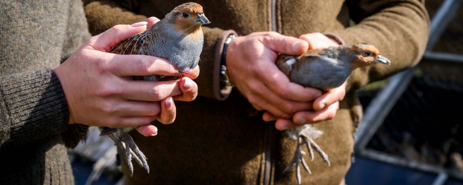 Fotó: Pelsőczy Csaba