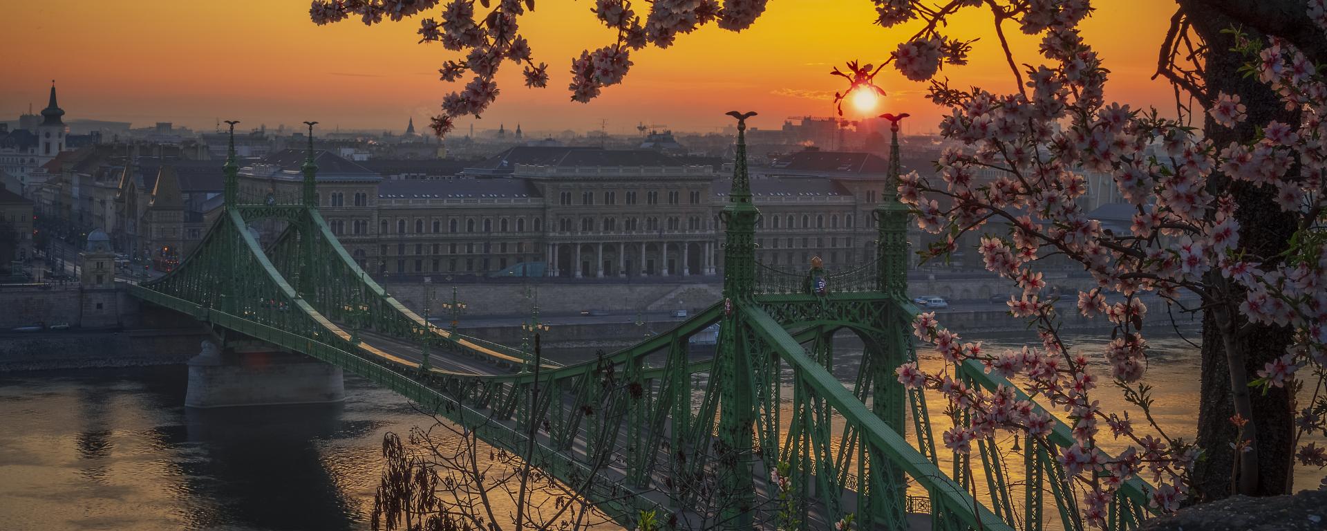 Budapest cseresznyefavirágzás Szabadság híd hajnal