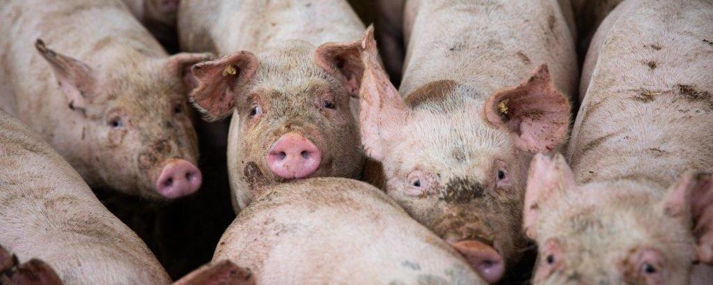 Fotó: Fekete István