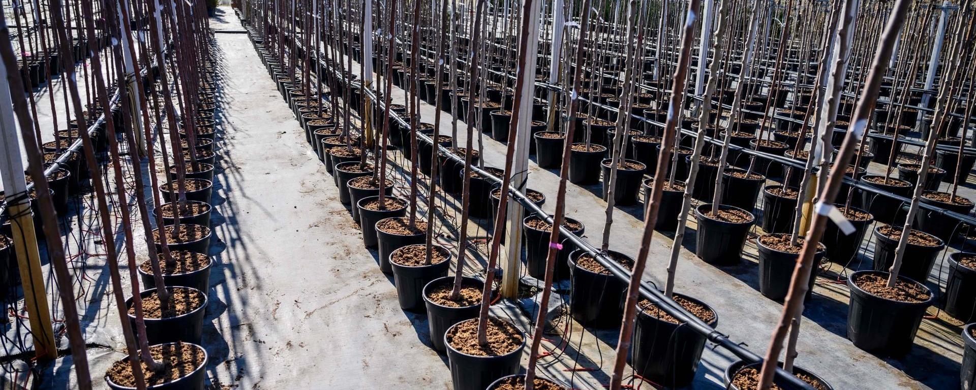 Fotó: Pelsőczy Csaba