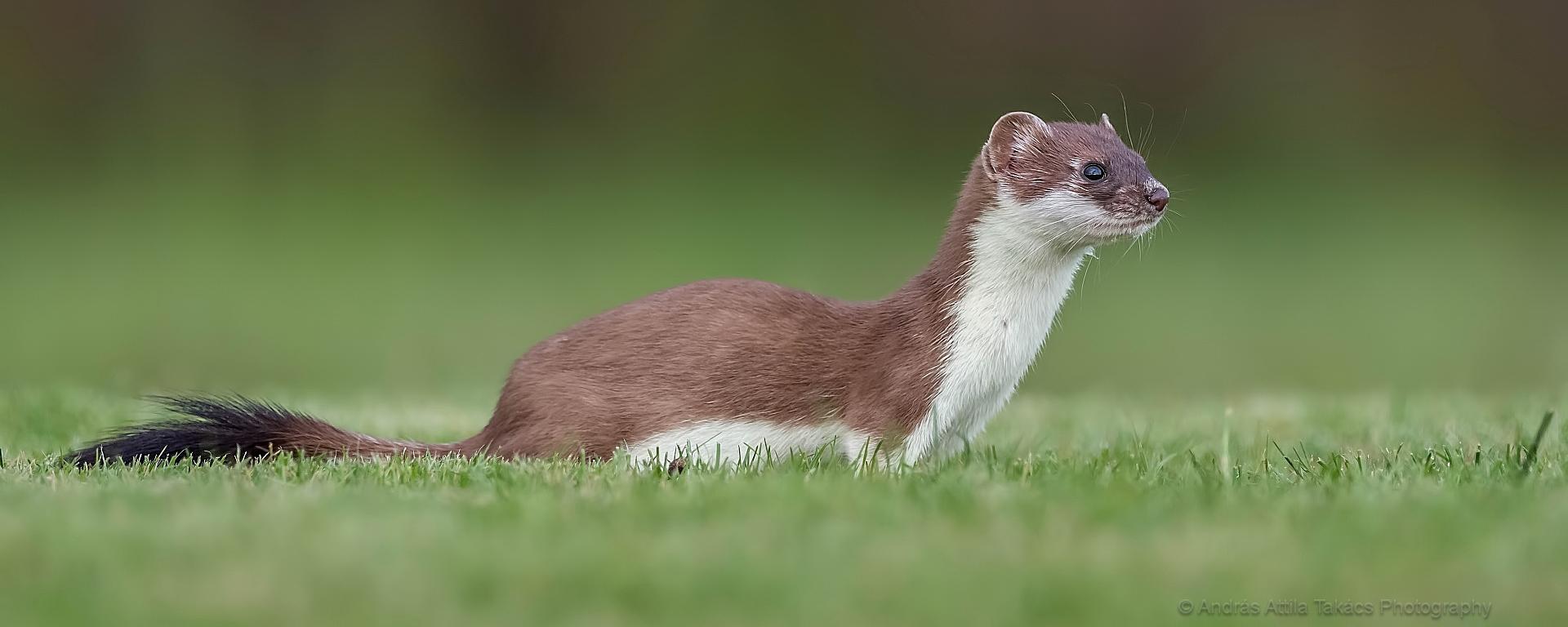 Fotó: Takács András Attila