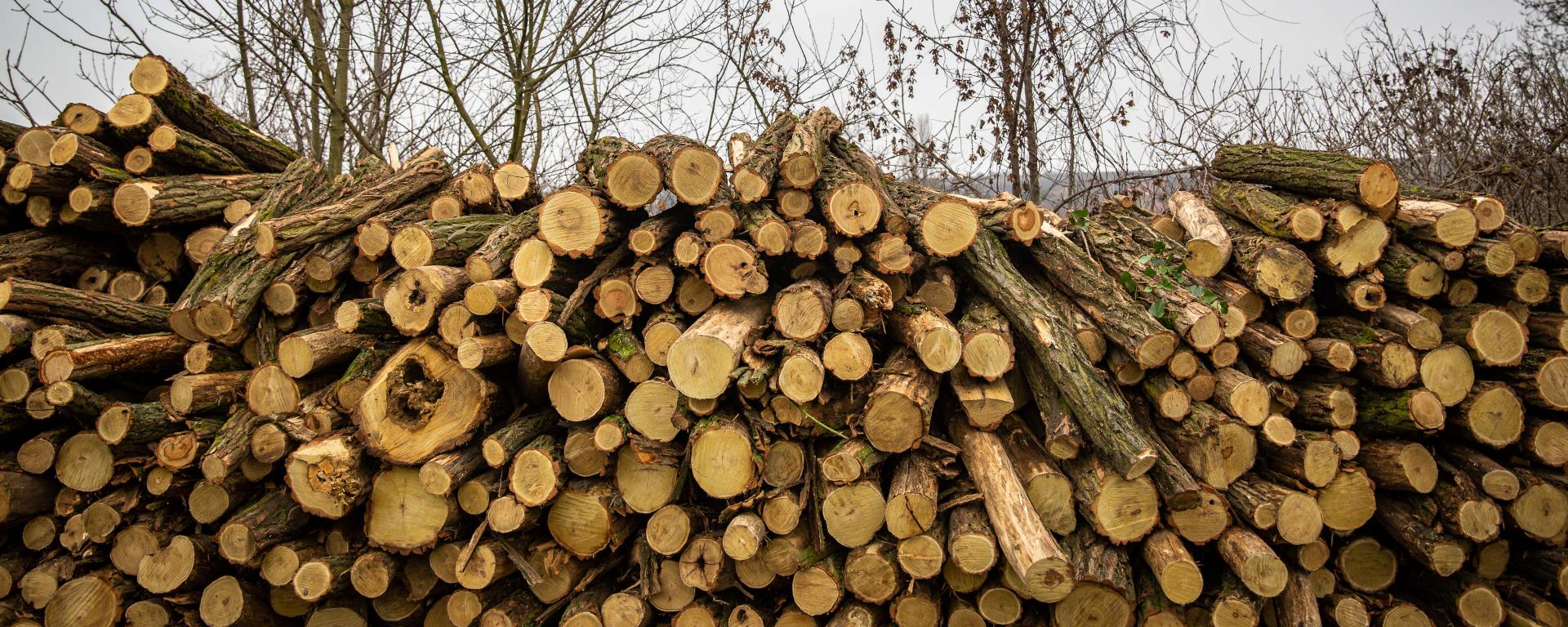 Fekete István 01.19