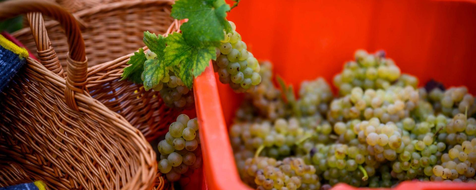 Fotó: Pelsőczy Csaba