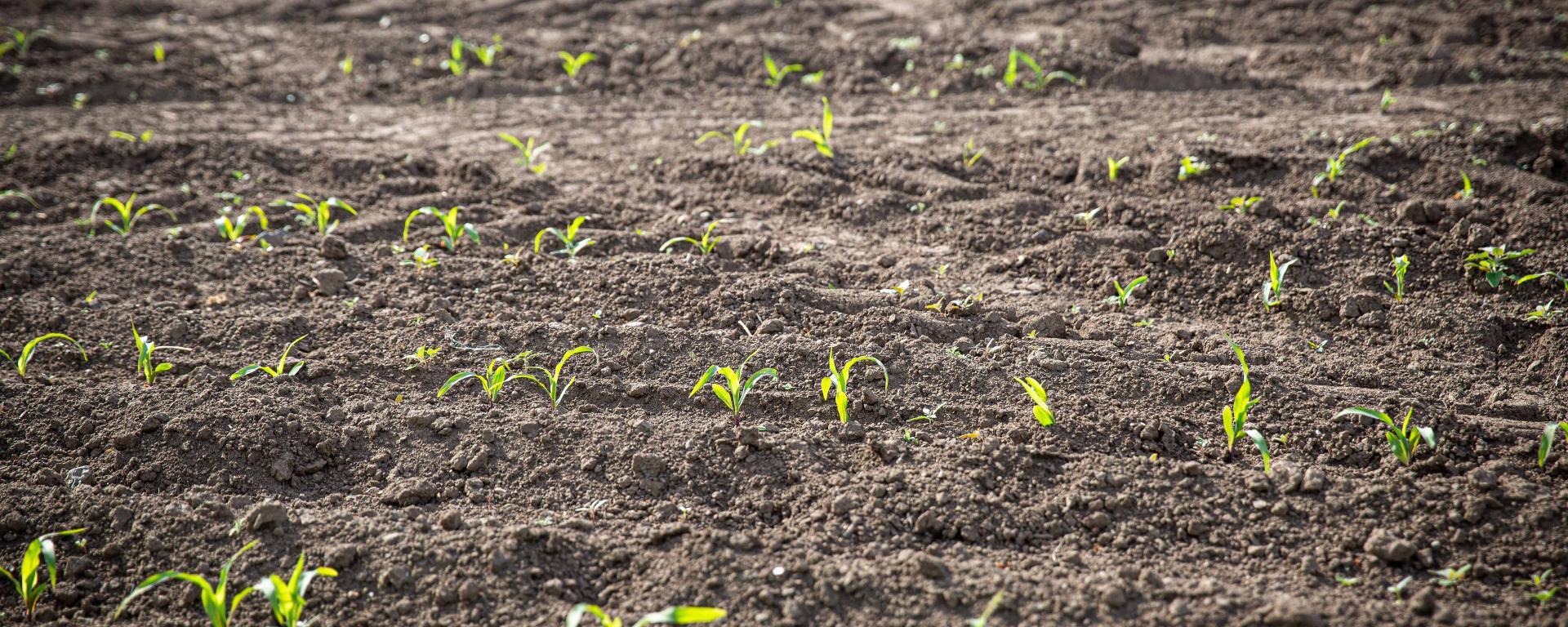 Fotó: Fekete István