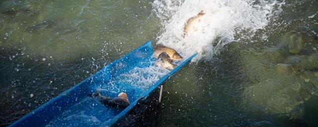 Fotó: Fekete István