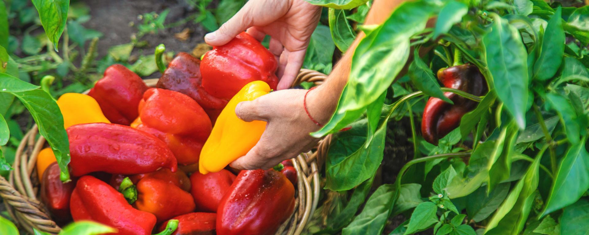 Termelovedelmi_csomag_1