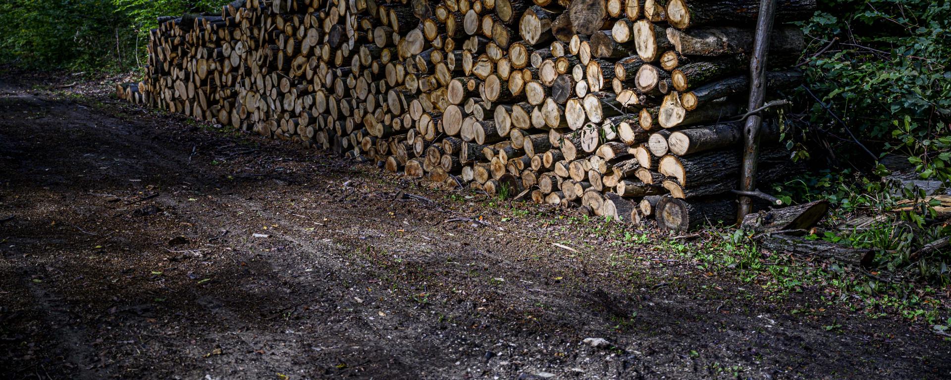 Fotó: Pelsőczy Csaba