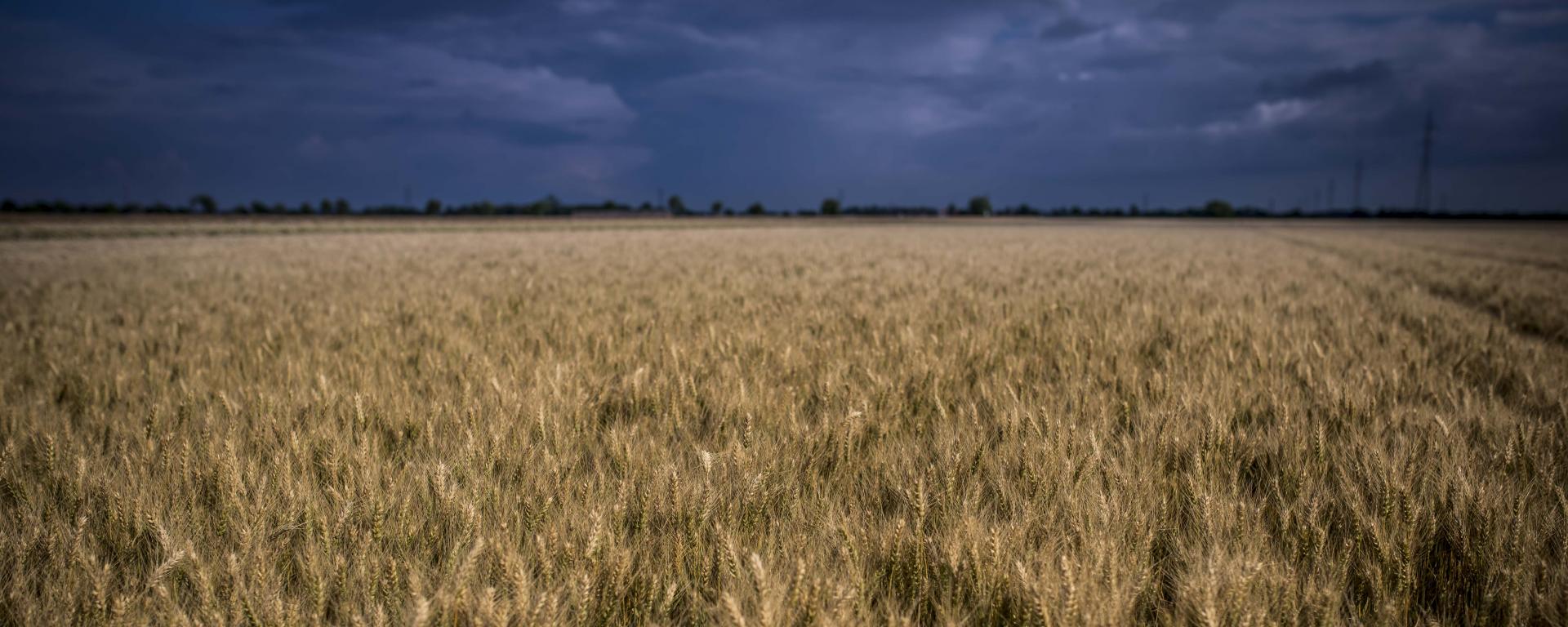 Fotó: Pelsőczy Csaba