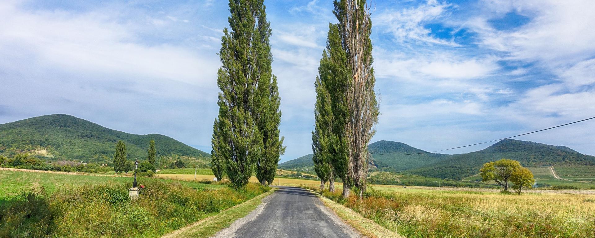 forrás: pixabay