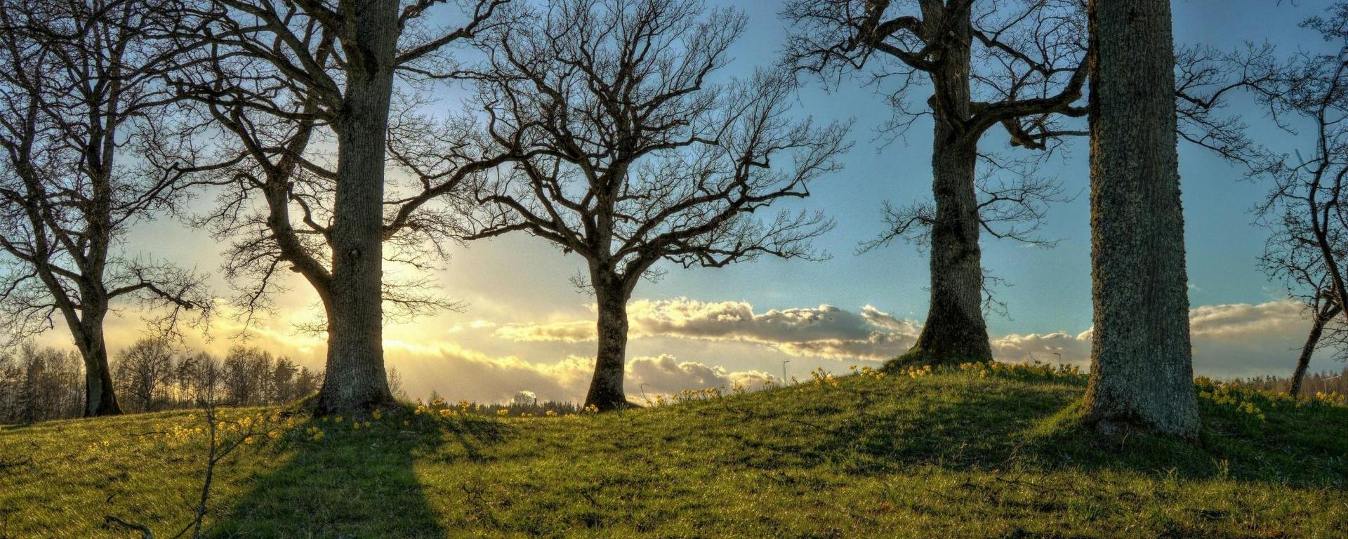 Természet, levegő, tiszta, zöld, fa