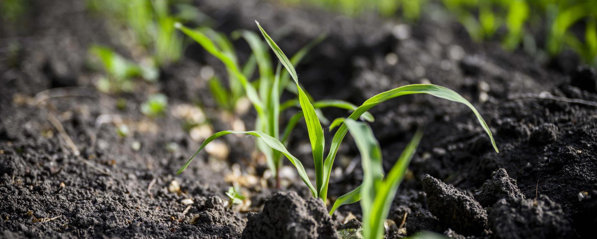 Fotó: Pelsőczy Csaba