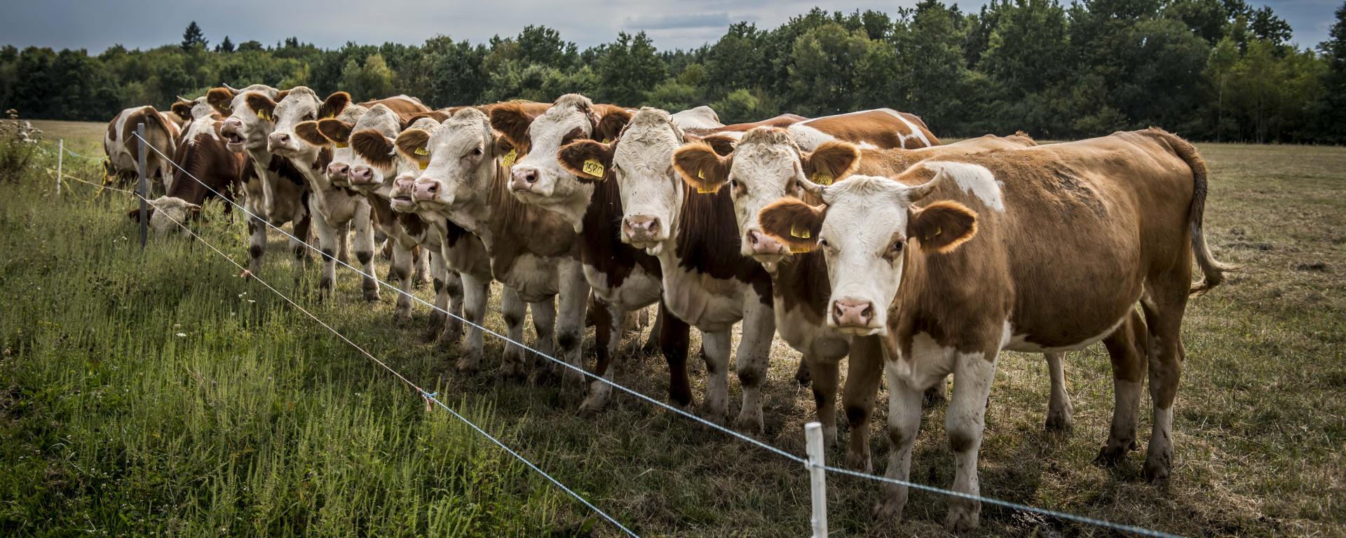 Fotó: Pelsőczy Csaba