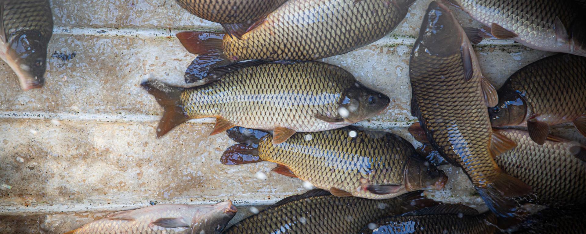 Fotó: Fekete István