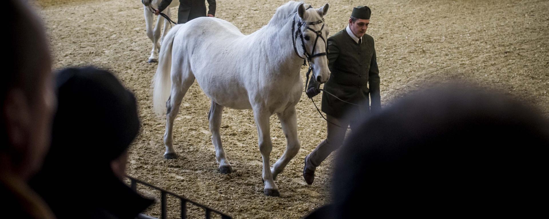 Fotó: Pelsőczy Csaba