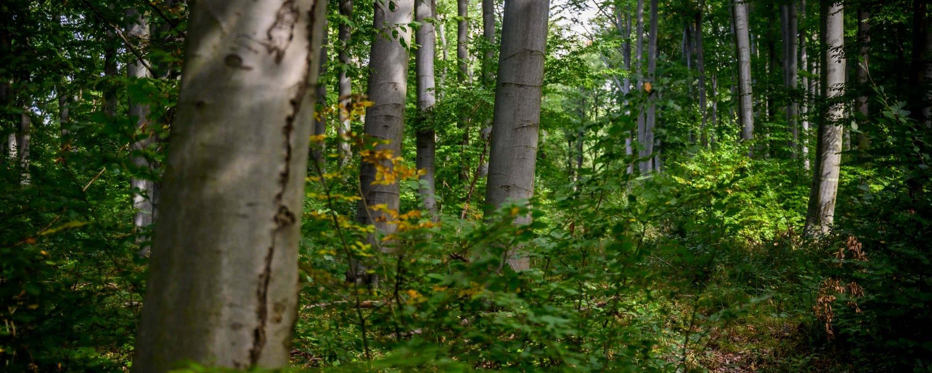 Fotó: Pelsőczy Csaba